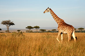 Fly with Kenya Airways to Nairobi Fly with Kenya Airways to Nairobi