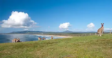Cheap Car Rentals in Cunnamulla, Australia
