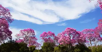 Cheap Car Rentals in Costa Marques, Brazil