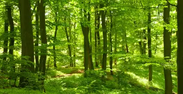 Cheap Car Rentals in Ranchi, India