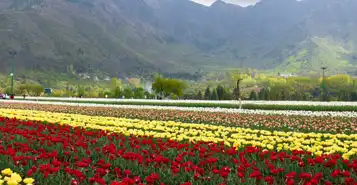 Cheap Car Rentals in Srinagar, India