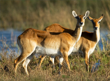 Botswana Vacation Packages
