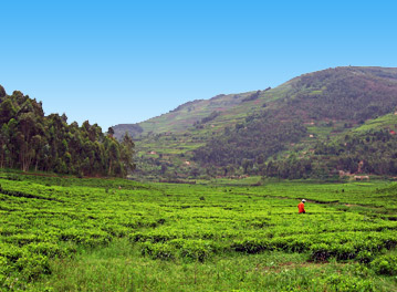 Cheap Flights to Rwanda