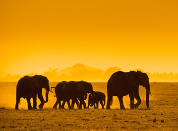 Cheap Flights to Africa