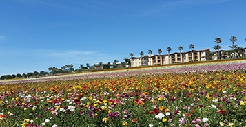 Flights to McClellan-Palomar Airport (CLD)